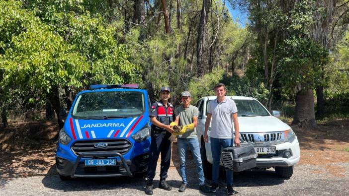 Yaralı şahin jandarma ekiplerince kurtarıldı