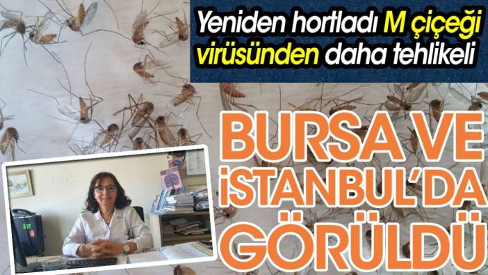 Bursa ve İstanbul'da görüldü. Yeniden hortladı, M Çiçeği virüsünden daha tehlikeli