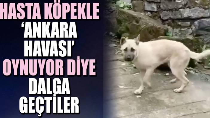 Hasta köpekle 'Ankara Havası' oynuyor diye dalga geçtiler