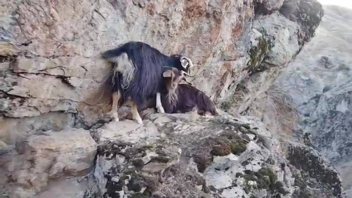 Kayalıkta mahsur kalan keçiler günlerdir kurtarılmayı bekliyor