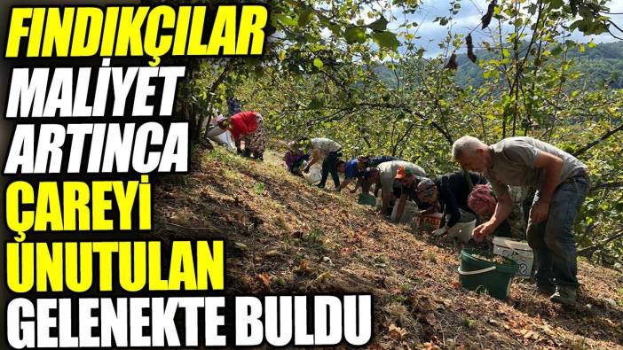 Fındıkçılar maliyet artınca çareyi unutulan gelenekte buldu