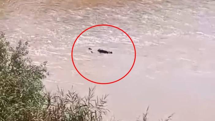 Dicle Nehri'ndeki ceset kayıp Murat'a ait çıktı