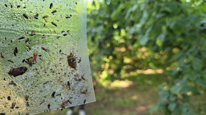 Bakanlıktan 'istilacı kokarca' alarmı! 300 bin samuray arısı koruyacak