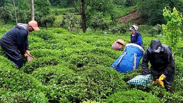 Türk çayı ihracatı 7 ayda 14,8 milyon doları aştı