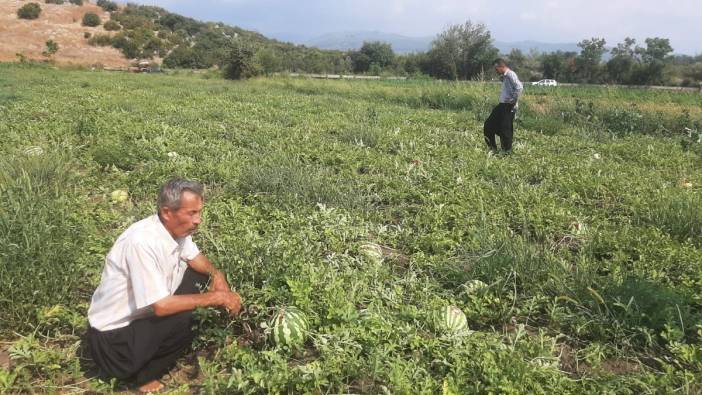 Kahramanmaraş’ta çiftçinin karpuzları kargalara yem oldu