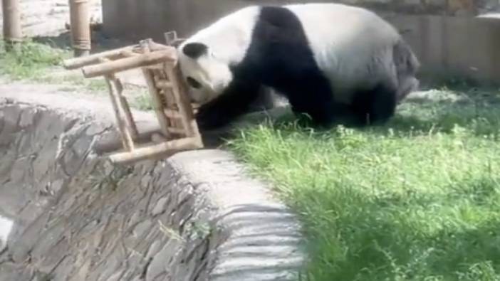 Koltuktan düşen panda koltuğu aşağı fırlatarak intikam aldı