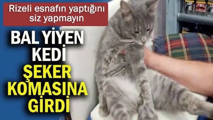 Bal yiyen kedi şeker komasına girdi! Rizeli esnafın yaptığını siz yapmayın