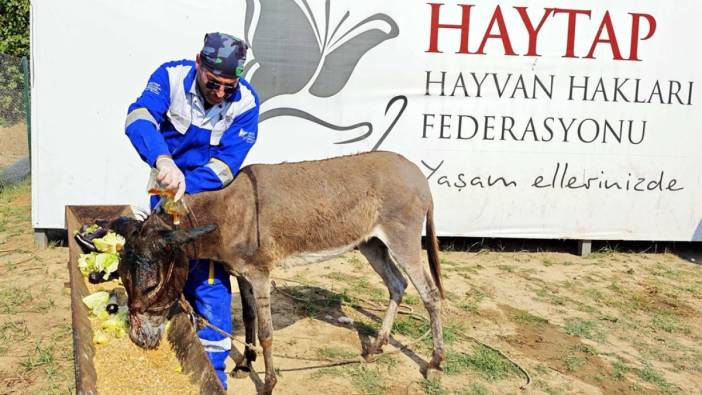 Yaralayıp bataklıkta ölüme terk ettiler