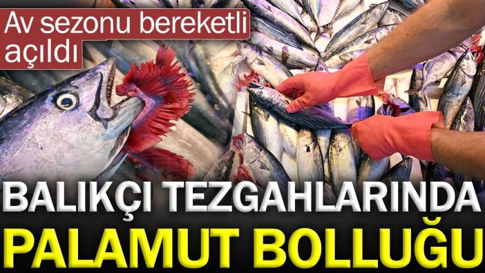 Balıkçı tezgahlarında palamut bolluğu. Av sezonu bereketli açıldı