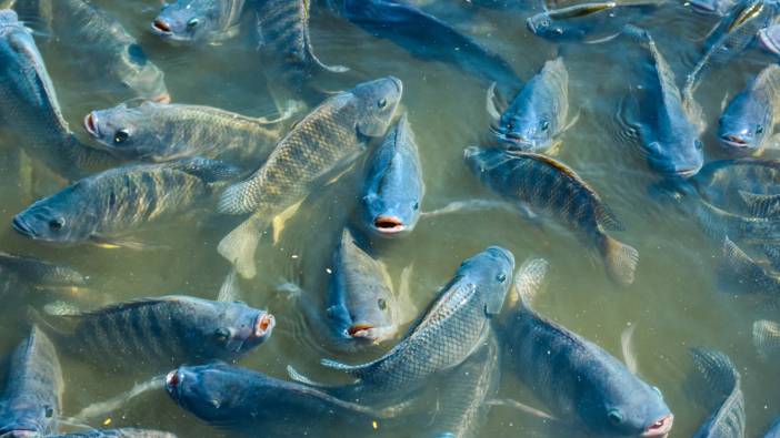 Tayland hükümeti tilapia balığına savaş açtı