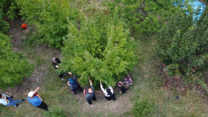 Toroslar'da yetişiyor her derde deva oluyor. Hasadı başladı