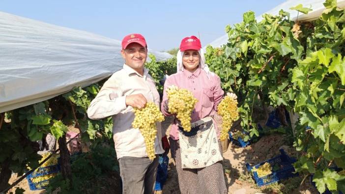 Devasa üzüm salkımını buldu! O işçi ödülü kaptı