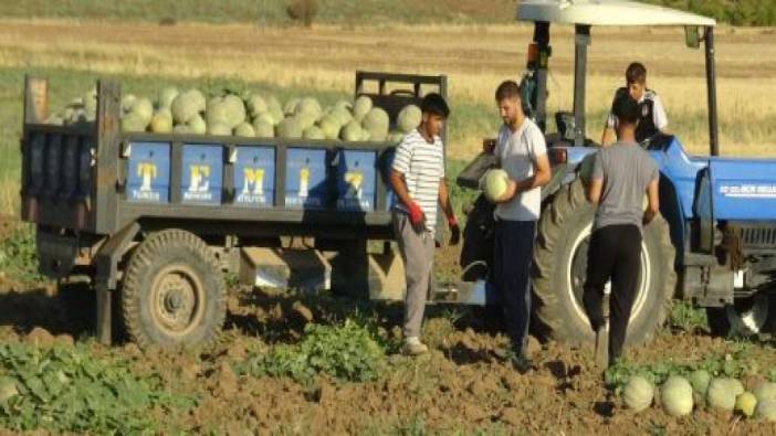 Gercüş'te kavun bereketi