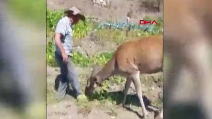 Burdur'da Kızıl geyik tarlada kavun yerken yakalandı