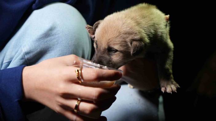 Kırıkkale'de yaşayan hayvansever aile terk edilen yavru köpeklere sahip çıktı