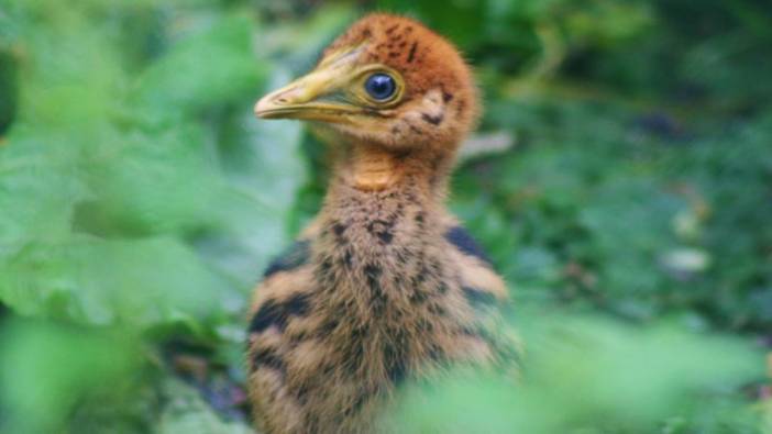 Nadir bulunan Cassowary yavrusu yumurtadan çıktı