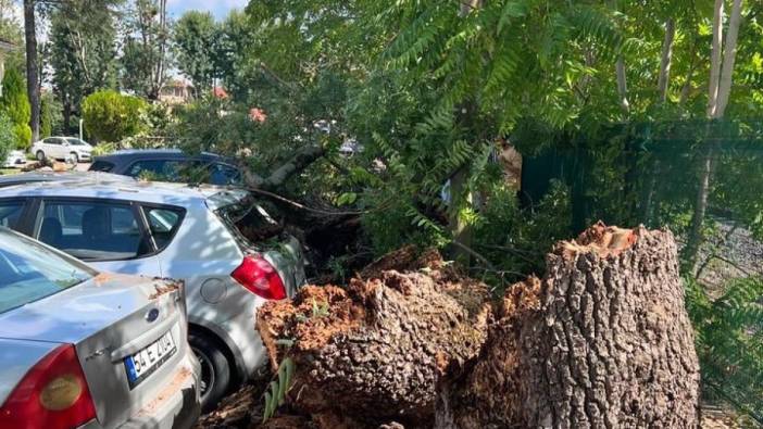 Sakarya'da çürüyen ağaç araçları böyle ezdi