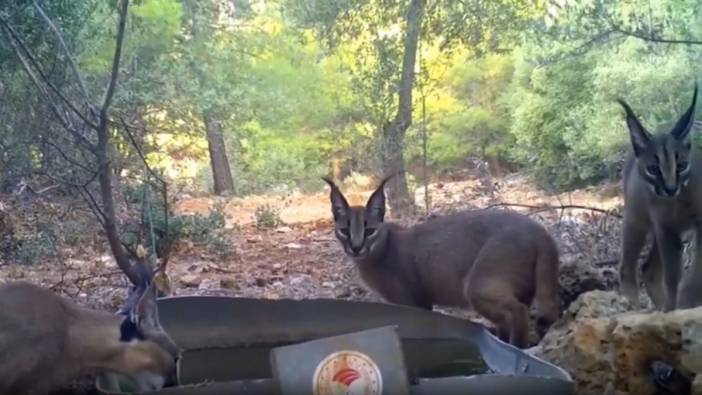 Ormanın sırrı karakulaklar fotokapana böyle yakalandı