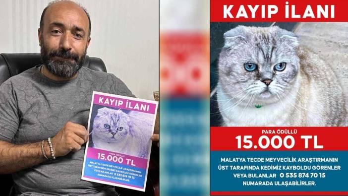 Malatya'da kayıp kedi için 15 bin TL ödül ilanı: 'Yumoş' aranıyor'