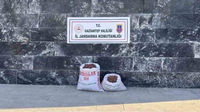 Gaziantep'de fıstık hırsızlarına operasyon