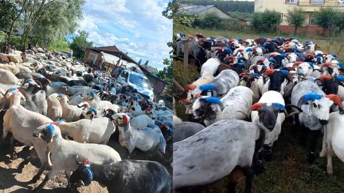 Fanatik Trabzonsporlu binlerce hayvanın boynuzunu bordo maviye boyadı