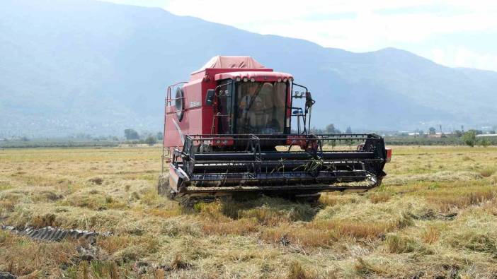 Kilosu 32'TL'den satılıyor! Bursa'da hasadı başladı