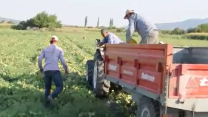 Yazın kilosu 6  kışın 16 TL'den satılıyor. 1 ay rötar yaptı hasadı başladı