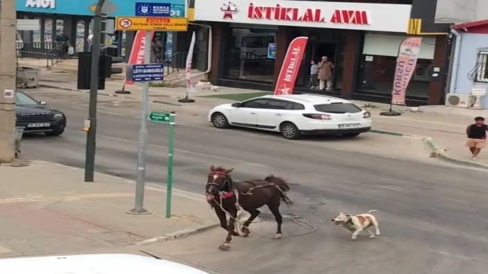 Ata saldıran köpek yakalandı