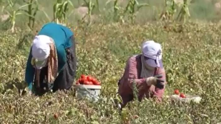 Salçalık domatesin fiyatı sudan ucuz