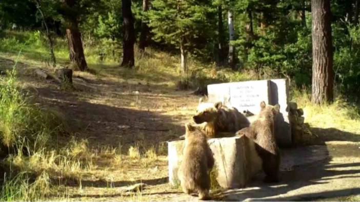 Sıcaktan bunalan anne ve yavru ayılar foto kapana yakalandı