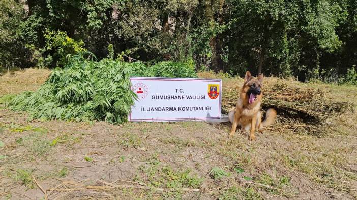 Gümüşhane’de uyuşturucu operasyonu