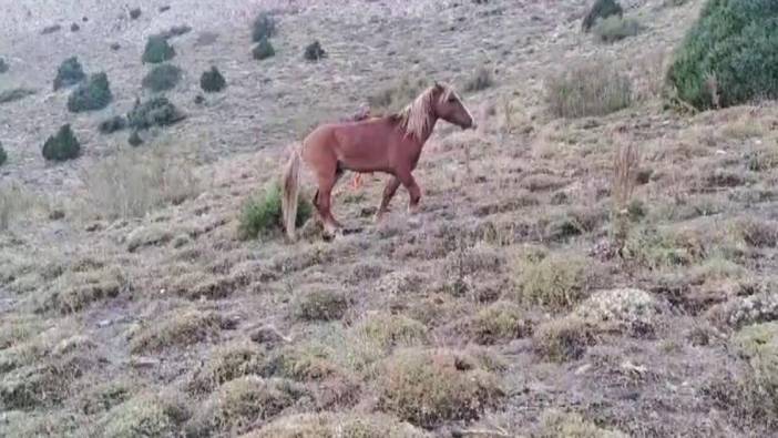 Yozgat’ta ayağı kırılan yılkı atına jandarmadan şefkat eli