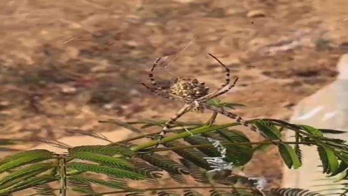 Elazığ’da dünyanın en zehirli örümceklerinden ’loblu örümcek’ görüldü