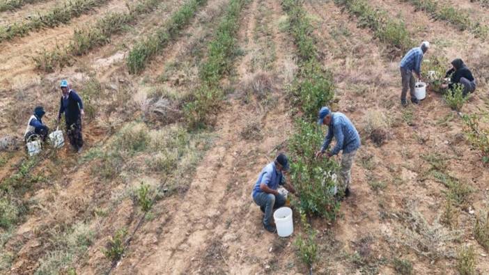 'Süper meyve'nin hasadı başladı kilosu 200 TL. Sağlıklı yaşamın gizli kahramanı