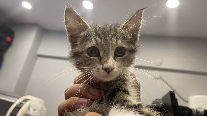 Tavuk sesi çıkaran yavru kedi tedavi altına alındı