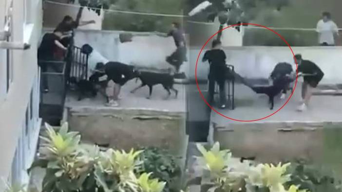 Maltepe'de doberman cinsi köbek bir kişiye saldırdı 'O anlar kamerada'