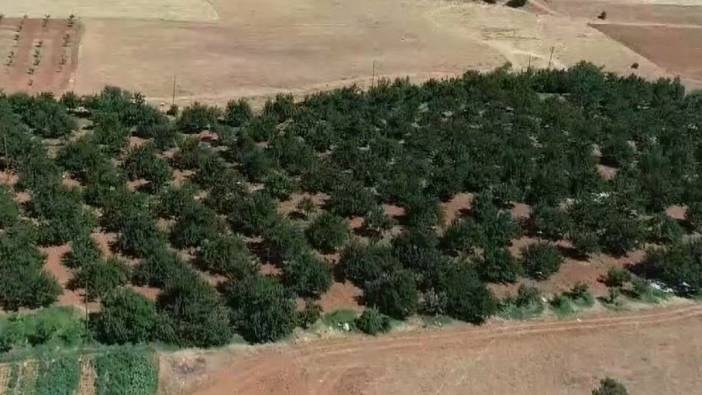 Kanserin yayılmasını önlüyor sivilceleri anında yok ediyor. O meyvenin çekirdeğini artık çöpe atmayacaksınız