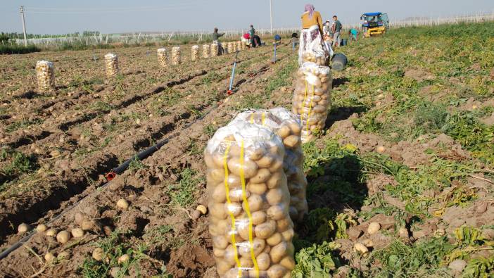 Yazlık ve kışlık patates hasat edildi. Fiyatı 4 liraya düştü