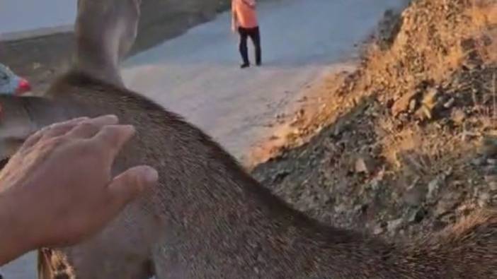 Doğaya bırakılan kızıl geyik vatandaşlara kendini sevdirdi