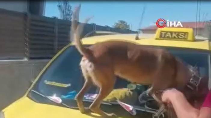 Taksici polisleri şok etti. Köpek buldu