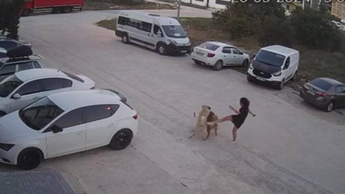 Tekirdağ'a sokak köpeğinin saldırısına uğrayan köpeğini kurtardı! O anlar kamerada