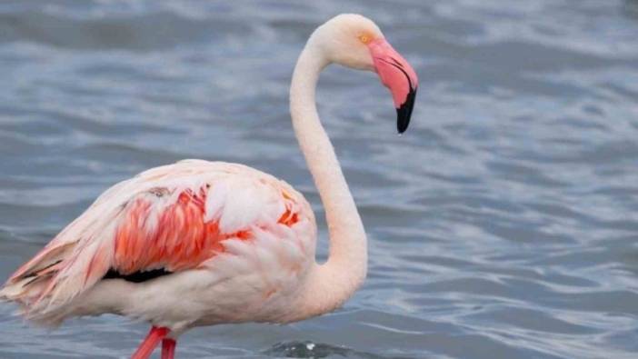 Flamingo sayısında artış gözlendi