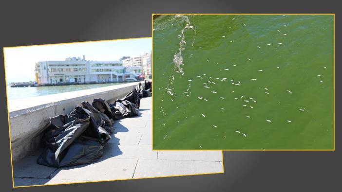 İzmir körfezinde balık ölümleri devam ediyor! Vatandaşlar tepkili