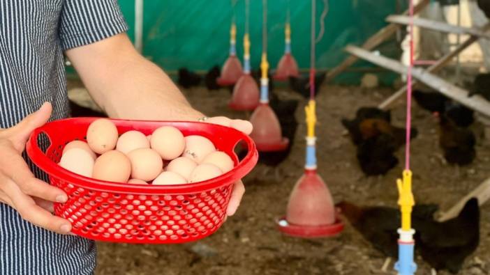 Kocaeli’de yüzde 50 hibeyle verilen yerli ve milli ATAK-S tavukları ilk yumurtalarını verdi