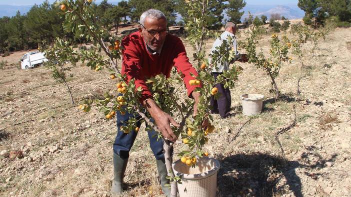 Kilosu 250 liradan satılıyor! Mersin'de hasadı başladı