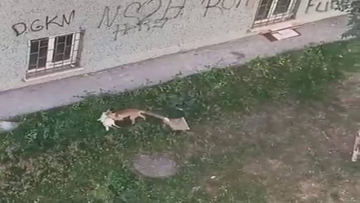 Erzurum'da sitede tilki şoku: Kümesten tavuğu kaptı kaçtı