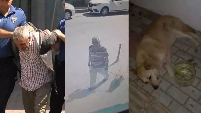 Bakırköy'de sokak köpeğini istismardan yargılanan sanık Sokak Hayvanlarını Koruma Günü'nde tahliye oldu