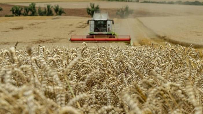 Buğdayda ithalat yasağı kota sistemiyle kaldırılıyor