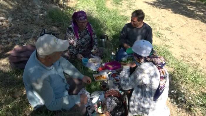 Zeytin üreticisi fiyatlara böyle isyan etti: Amele yevmiyesi 1200 lira