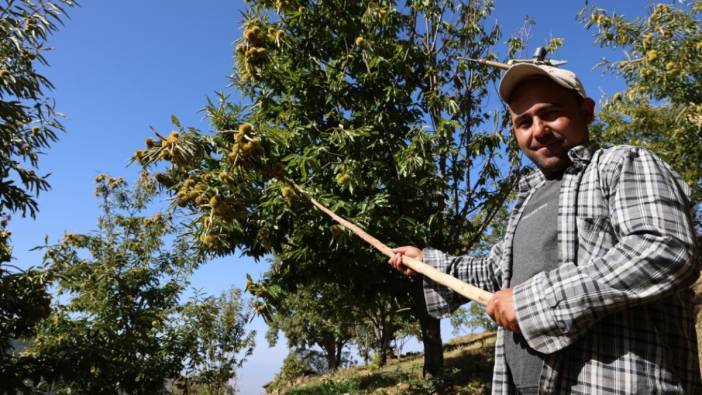 Kış aylarının vazgeçilmezinin hasadı başladı! Dağlardan toplanıyor! Kolesterolün düşmanı